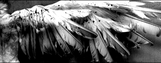 fallen-angel-wings-image-31005