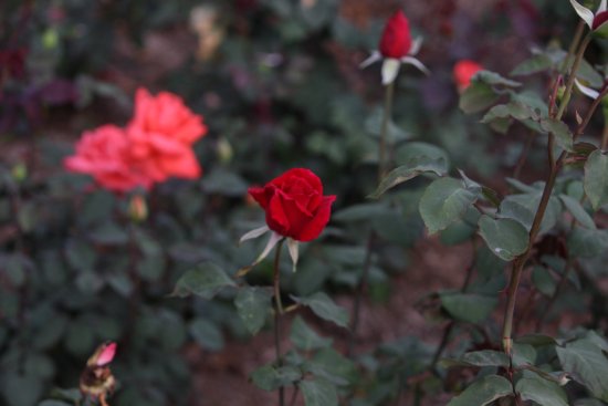 red-rose